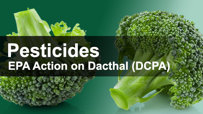 EPA Emergency Order on Dacthal (DCPA)