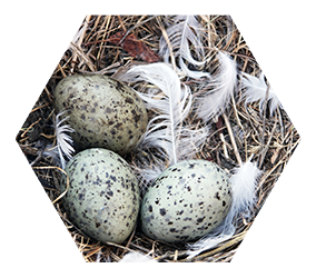 bird nest containing three speckled eggs and loose white feathers close up
