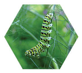 close up of a green, yellow, and black striped caterpillar hanging off of a plant with green background  