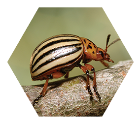 close up profile of a beetle with yellow and black striped back on a branch with green background